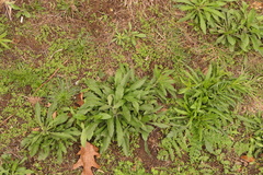 Erigeron bonariensis