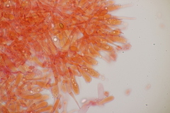 Melanoleuca brevipes