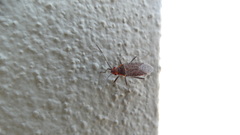 Rhopalidae