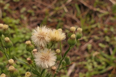 Erigeron bonariensis