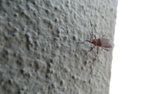 Rhopalidae