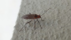 Rhopalidae