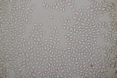 Melanoleuca brevipes