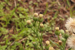 Erigeron bonariensis