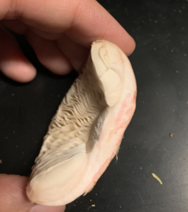 Amanita mutabilis