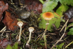 Conocybe arrhenii
