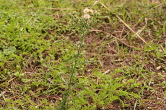Erigeron bonariensis