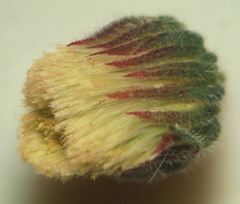 Erigeron bonariensis