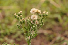 Erigeron bonariensis