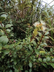 Syzygium buxifolium