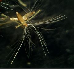 Erigeron bonariensis