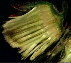 Erigeron bonariensis