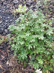 Potentilla collina