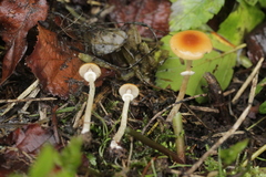 Conocybe arrhenii