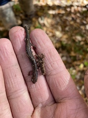 Plethodon cinereus