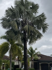 Bismarckia