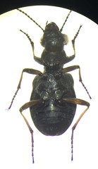 Elaphrus californicus