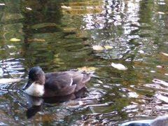 Anas platyrhynchos domesticus