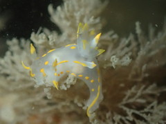 Polycera quadrilineata
