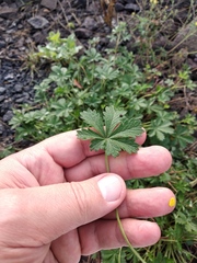 Potentilla collina
