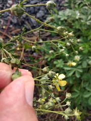 Potentilla collina