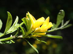 Genista pilosa