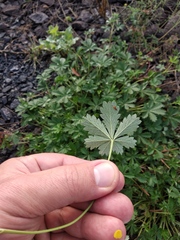 Potentilla collina