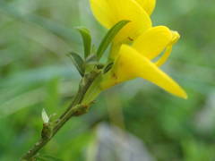 Genista pilosa