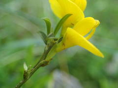 Genista pilosa