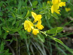 Genista pilosa