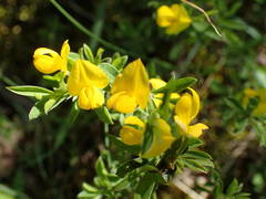 Genista pilosa