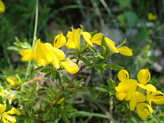 Genista pilosa
