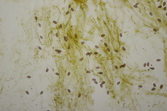 Leratiomyces squamosus squamosus