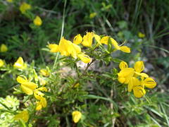 Genista pilosa