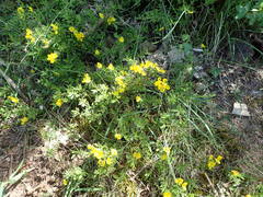 Genista pilosa