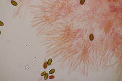 Leratiomyces squamosus squamosus