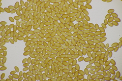 Leratiomyces squamosus squamosus