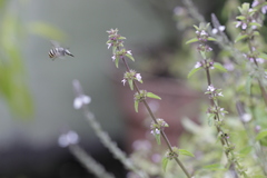 Anthophora marginata