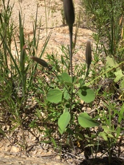 Porophyllum ruderale macrocephalum