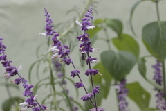 Anthophora marginata