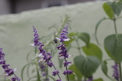 Anthophora marginata