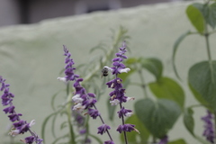 Anthophora marginata