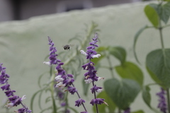 Anthophora marginata