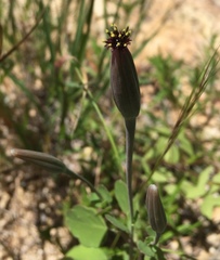 Porophyllum ruderale macrocephalum