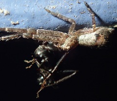 Tmarus angulatus