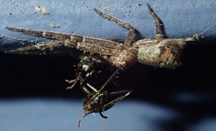 Tmarus angulatus