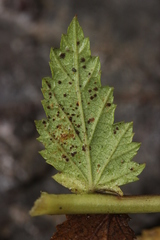 Triphragmium ulmariae