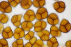 Triphragmium ulmariae