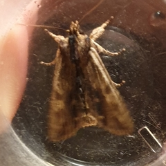 Lithophane semibrunnea