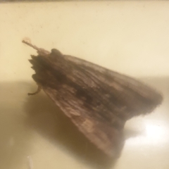 Lithophane semibrunnea